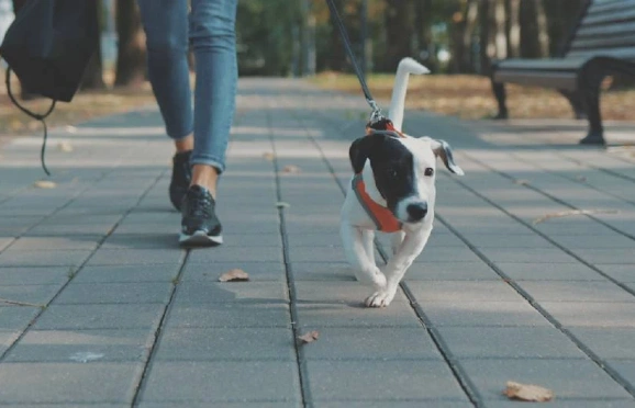 Dica 04 - Passeie com seu pet